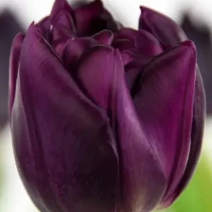 Тюльпан Dlt. Python