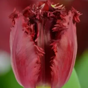 Тюльпан Ft. Versaci