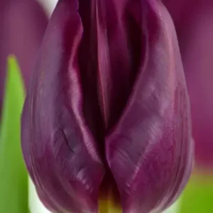 Тюльпан Tt. Purple Eye