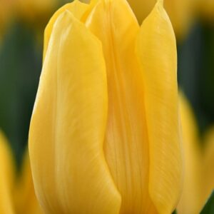 Тюльпан Bright Sun
