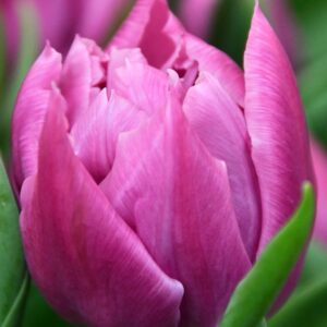 Тюльпан Double Price