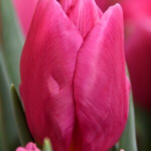 Тюльпан Tt. Pink Majesty