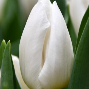 Тюльпан White prince