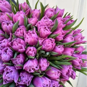 Тюльпан піоноподібний Дабл Прайс 51шт.