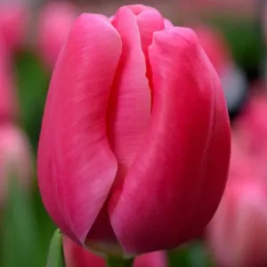 Тюльпан Carola